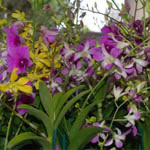 Flowering Tropical Plants