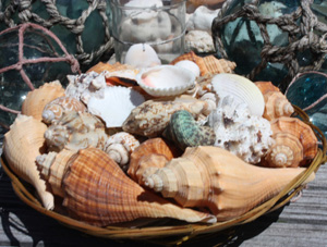 Seashell Baskets Assortment - Large - Hawaiian Gift: Aloha