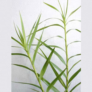 Bamboo Orchid Foliage