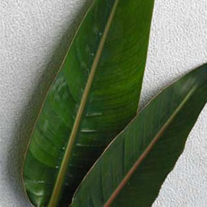 Bird Leaf