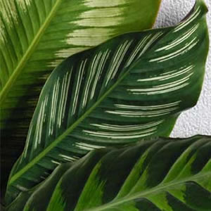 Calathea Leaf