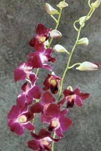 Dendrobium Orchid Flower Spray - Single