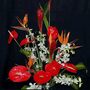 Weekly Prepay Tropical Arrangement Package (52 weeks) Includes Shipping
