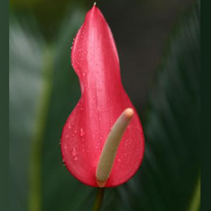 Lady Jane Anthurium Flower
