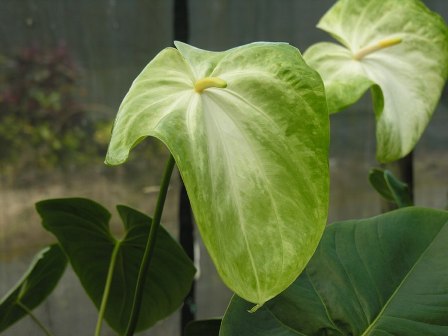 Mauna Kea Potted Anthurium Plant - Aloha Hawaiian Flowers