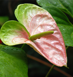 Obake Anthurium Flower