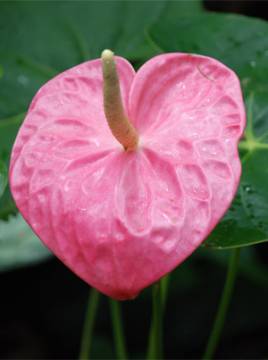 Pink Anthurium Flower