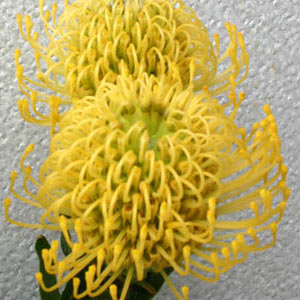 Hybrid Gold Pincushion Protea