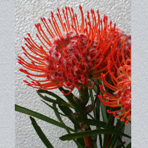Hybrid Pincushion Protea