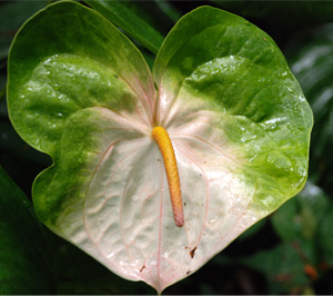 Rainbow Obake Anthurium Flower