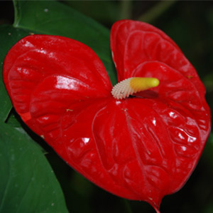 heart red flower