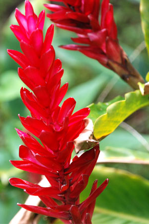 Red Aloha Hawaiian Flowers