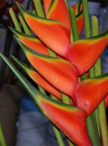Upright Heliconia